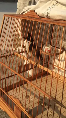 Ngta trả 500k có bán ko ae