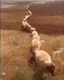 Las ovejas obedecen su pastor