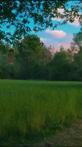 Todo lo que necesito es una caminata por el campo 💚 #sunset #atardecer #naturaleza #paisaje #parati #fyp #foryou #vibes #aesthetic