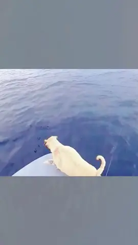 #fish #fishing #fyp #sea #funny
