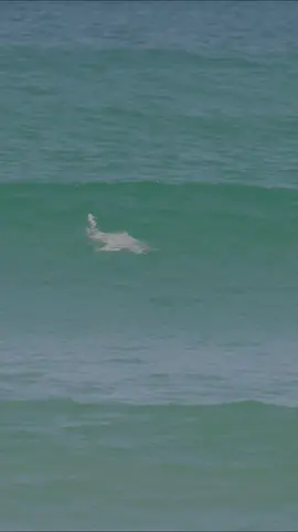 I filmed an ultra rare albino blacktip shark surfing a wave 😳 #rare #albino #shark #wave #animals