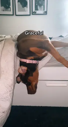 Ladies and gentleman. The product of my parenting #dogsoftiktok #goodmorning #dog #wakeup #fyp