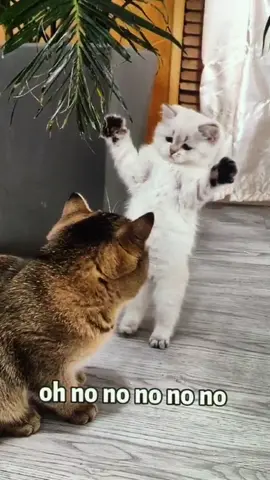 After the sneak attack was discovered 😹 #cute #cat #fyp #foryou