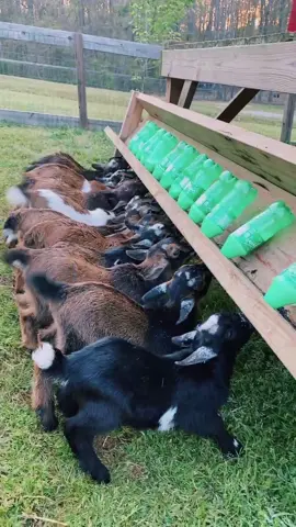 These guys scared me to death, I made one bottle to many...spent 5 minutes looking for a missing goat...#foryou #4u #foryoupage #goatdaddysfarm
