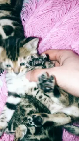 #cat #rek #cats
