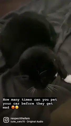 Bosco is A friendly cat 🐈‍⬛ #cat #catsoftiktok #catnip #fyp #foryoupage #like #bayarea ￼