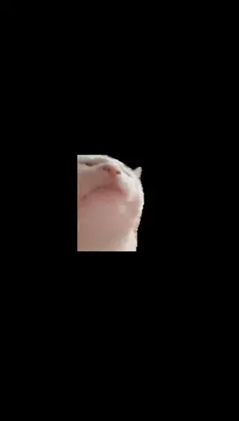 Cat dancing head🥵