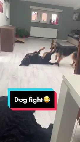 Dog fight oh No... #nonono #gangrottie #rottweiler #crazydog #funny #fy #foryou #fight #fyp #Love #dogsoftiktok #happydogs #video #cute #dog