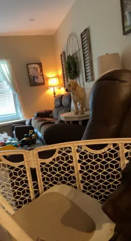 Oops... #funnydogs #oops #yellowlab #jodie #fail #shegotdown #OhNo #fyp
