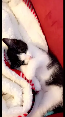 Baby kitty love 💕 #bella #kitten #kittentok #cats #catsoftiktok #GetCrocd #fyp #cutie #GoForTheHandful #kitty #adorable #foryou #baby #catlover