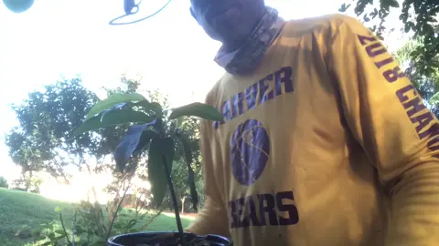 How to graft mango seedlings. #mangos #mangotree #mangotrees #grafting #graftingtechniques #graftingmangotree #gardening #gardeninghacks