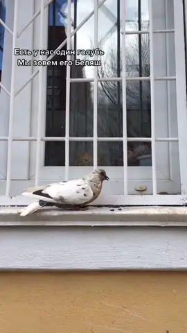 #голубь #кот #белыйголубь #беляш