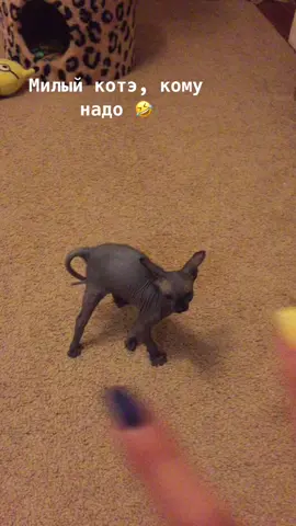 #зверь#сфинксы_в_топе#сфинкс#хотимССБТок#рек#хочувтоп#ласковыйзверь#всеотдадим#милыйкотик#котэнаше @master_well_fba