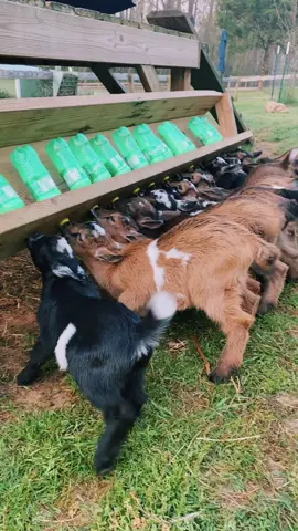 Morning rush! #4u #foryou #foryoupage #goatdaddysfarm