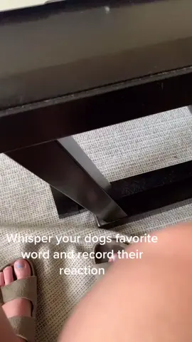 #AerieREAL #dog #dogsoftiktok #pitbull #pitbullsoftiktok #GoForTheHandful #greenscreen