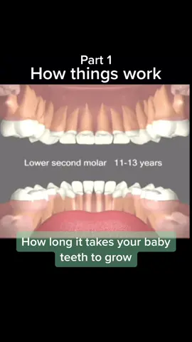 🦷 #foryoupage #teeth #teethprogression #babyteeth