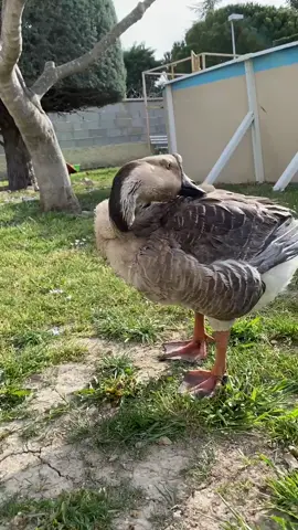 Madame Rillette reconnaît bien son nom ☺️ #rilletteetnino #oie #oiedeguinee