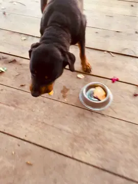 #root #rottweiler #rottweilerdogs #mejoramigo #perro