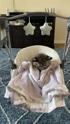 #baby #bobcat #catsoftiktok #fyp #foryoupage #cat