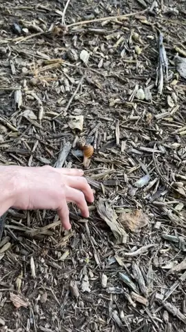 I crushed a snail on accident while trying to admire them and I’m not okay. Neither is the snail 😭 #snail #imnotokay