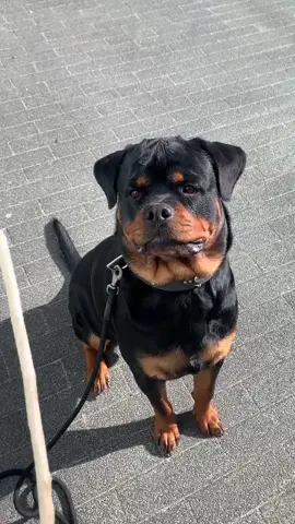 he is incredibly fast ⚡️ #gangrottie #rottweiler #fast #dogs #fastdog #amazingdog #stunning #fy #fyp #foryou #xyzbca #omg #strong #dogsoftiktok #puppu