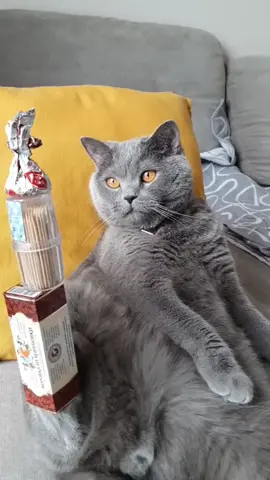 уровень пофигизма 80lvl 😂 #lukeskywalkercat #кот #шотландец #вместеспитомцем #весеннийпэт #cat