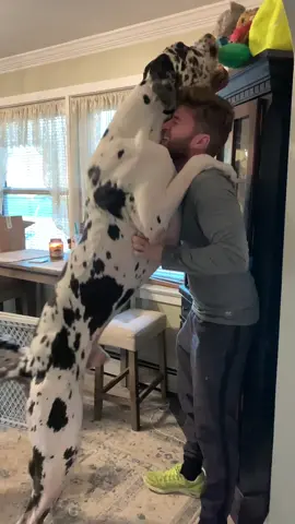 When you realized you were being used..🤣 #fyp #foryou #foryoupage #viral #dogs #charlieclydeandcleo #dogsoftiktok #greatdane #tall #toys
