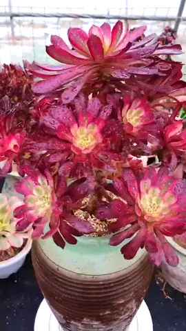 Plant transplanting#gardening #plants #garden