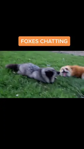 #foxes #cute #saveafox #laugh #redfox #viral #chatting #comutication #noises #🦊 #🦊💖