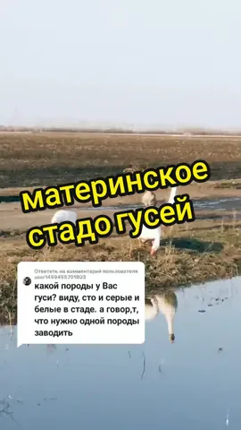 Ответ пользователю @user1459455701803 #деревенскийблогер #экофермаомск #гусеводство