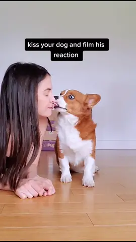 um... where did he go? #dogchallenge  #corgi #petsontiktok  #doggo