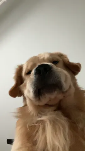 Judgmental Kevin is back. #goldenretriever #pov #povs