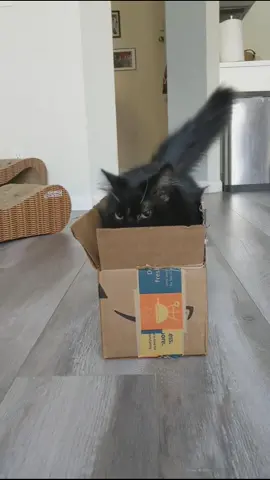 Box Cat pt. 2 #aliceinchains #catinthebox #boxcat