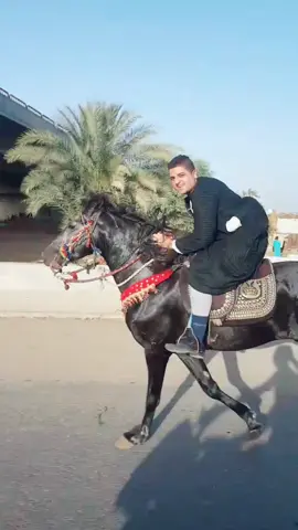 أثق بنفسي(نعم) لكنني لا أرفعھا عن مسٺوى البشر ولا أسٺصغر أحد من حولي بسبب ٺلك الثقه#اناالصياد #عاشق_الخيل #الصياد