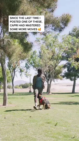 My Baby, Capri The Pup 🥰🥰🥰🥰🥰🥰 ~ #DogTraining #dogtrainer #obediencetraining #agilitytraining #agility #gooddog #malinois #shepherd