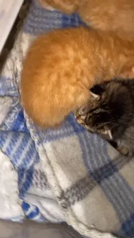 wait for the lil baby kitties #kittens #smallkittens #babycats #cats