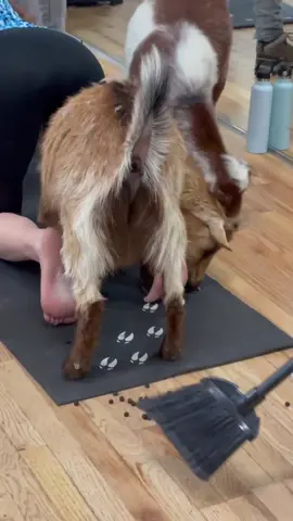 #goatyoga