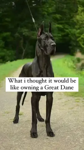 What I thought it would be like owning a Great Dane #greatdanesoftiktok #greatdane #whatithoughtiwasgetting #greatdanepuppies