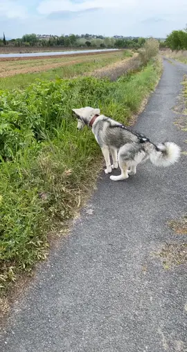 Pandora le renard est de retour ! 🤣🤣 #🐶 #husky #siberien #saut #mortderire