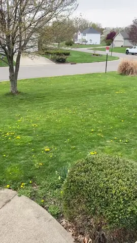 🌼Dandelion Yard #dandelion #lawncare #lawn #lawntok