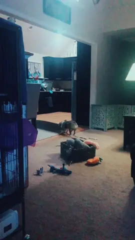 Meet the house destroyer.#baddogshit #dogsoftiktok #frenchie