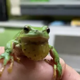 лягушка надулась и поёт #жаба🐸 #жабы #жаба #лягушка #лягушки #лягушка🐸 #рек #powerAwesome #ква #песня #милота