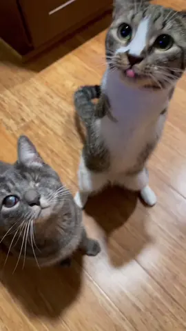 The most adorable handicats #catsoftiktok #fypシ #foryou #foryoupage #share