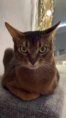 можно закрыть тренд #инверсия #краснодар #абиссинскаякошка