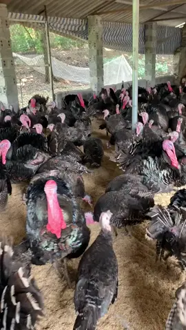 Giống gà khổng lồ huba #gataytrunglinh #gatayhuba #gatay #PretzDamDaDungGu #ThanhXuanCoBan3 #DaiHocCoGiVui #xuhuong