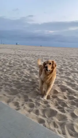 atlas got the hops! #dogtiktok #goldenretrieverlife #goldenretriever  #venicebeach #losangeles