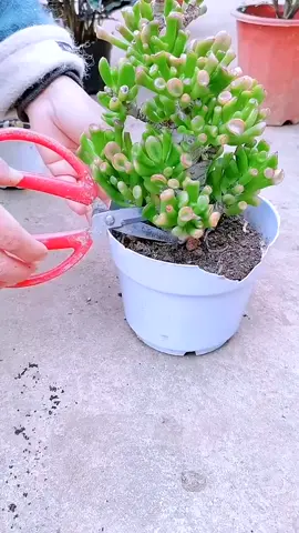 Plant cutting#plants #gardening #plant