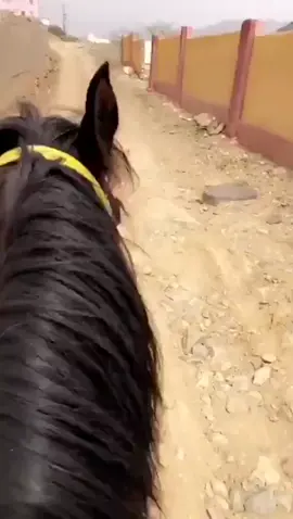 #مطري_المالكي