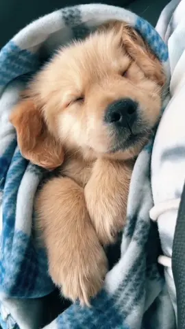 Work hard. Nap hard. 💤 #fyp #foryoupage #goldenretriever #puppy #Destinationdepop