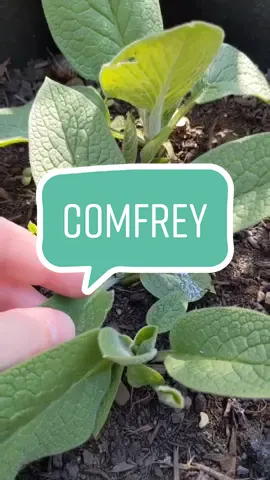 Comfrey aka Knitbone is an amazing weed! #medicinalherbs #naturalalternatives #herbalistsoftiktok #alternativemedicine